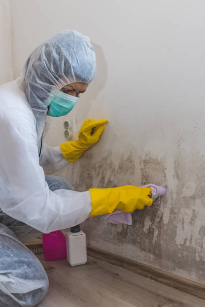 Best Environmental Consulting for Mold Prevention  in Aspinwall, PA